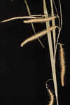 Fringed sedge